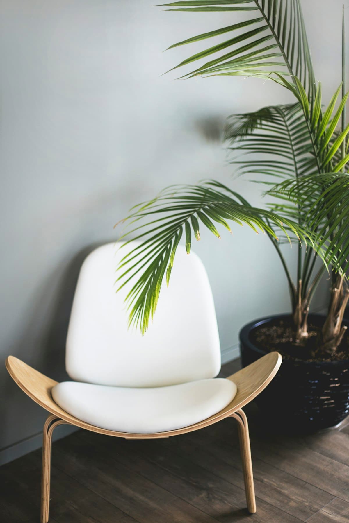 White curved lounge chair on a light oak frame beside a palm
